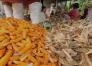 Diduga Dua Mesin Pipil Jagung Digelapkan Investor, Dinas Pertanian Tidak Ambil Tindakan