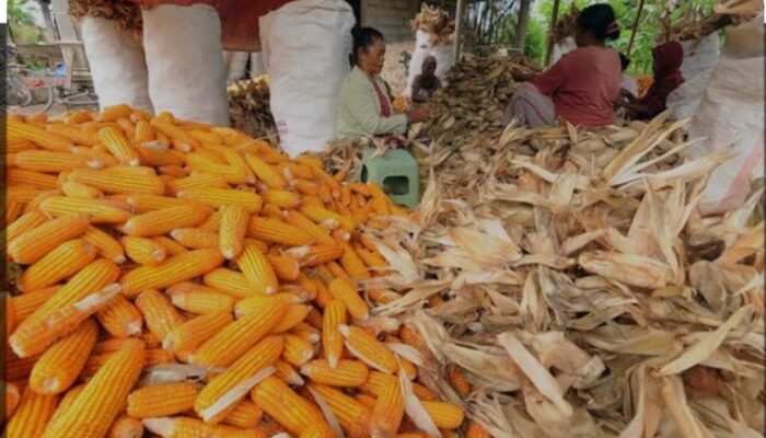 Diduga Dua Mesin Pipil Jagung Digelapkan Investor, Dinas Pertanian Tidak Ambil Tindakan