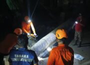 Curah Hujan Mulai Tinggi, BPBD Kota Cilegon Minta Warga Waspada Pohon Tumbang