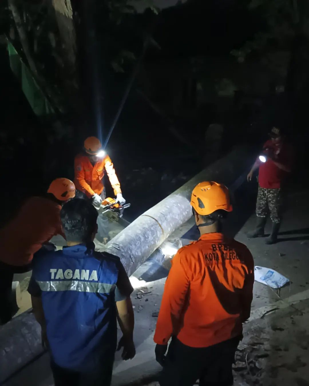 Curah Hujan Mulai Tinggi, BPBD Kota Cilegon Minta Warga Waspada Pohon Tumbang