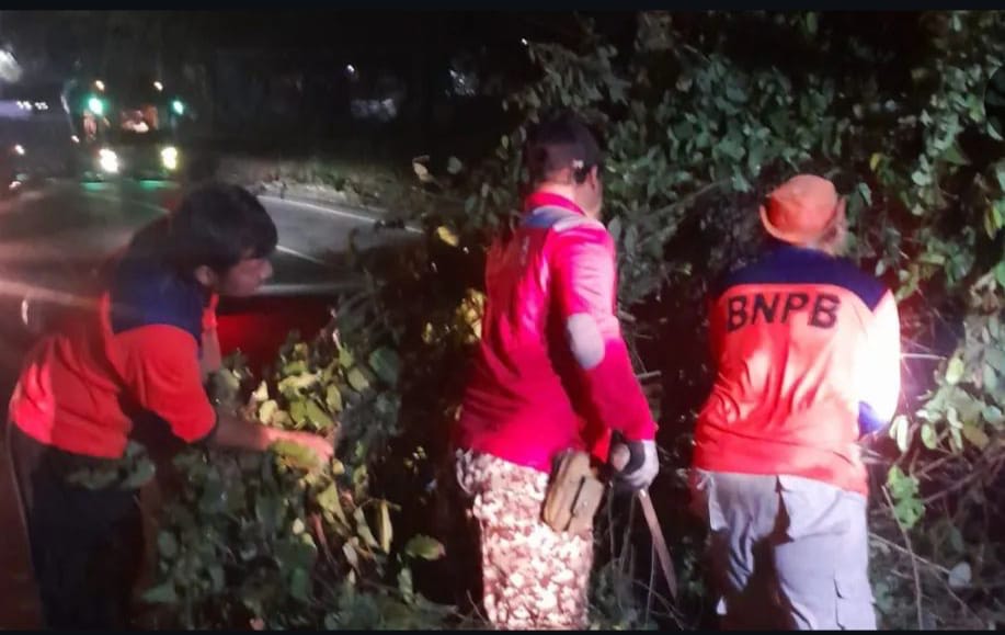 Sempat Tutup Jalan Utama Merak, BPBD Cilegon Bersihkan Pohon Tumbang Depan Hotel Merak Beach