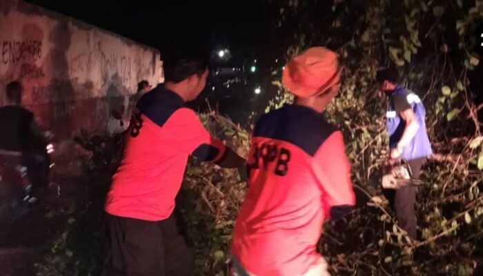 Sempat Tutup Jalan Utama Merak, BPBD Cilegon Bersihkan Pohon Tumbang Depan Hotel Merak Beach
