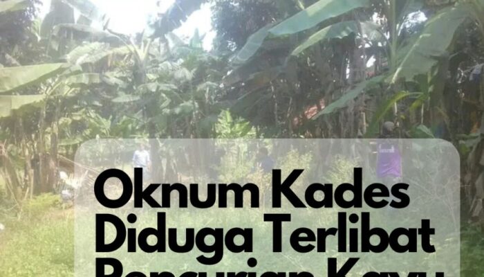 Oknum Kades Diduga Terlibat Pencurian Kayu di Lahan Tanah Milik Warga