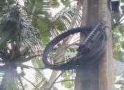 Maraknya Wifi Ilegal di Lebak, Petugas PLN : Kabel Wifi Semrawut Menggangu dan Menyulitkan Kami