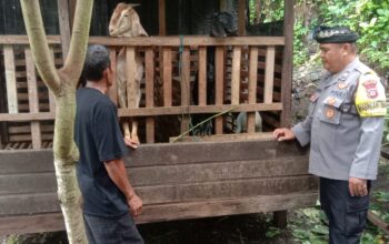 Ketahanan Pangan di Bidang Peternakan, Bhabinkamtibmas Keramas Kunjungi Peternak Kambing