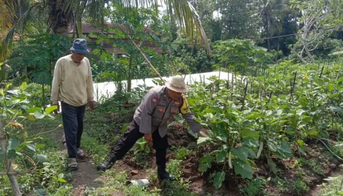 Bhabinkamtibmas Gerakkan Ketahanan Pangan, Dorong Penanaman Pohon Holtikultura Di Desa Keramas
