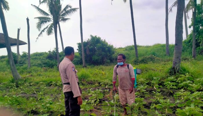 Interaksi Ketahanan Pangan, Polsek Blahbatuh Tingkatkan Sambang Dengan Petani