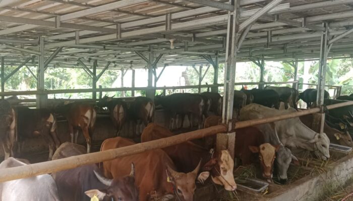 Warga Cikulur Terganggu Bau Menyengat Peternakan Sapi