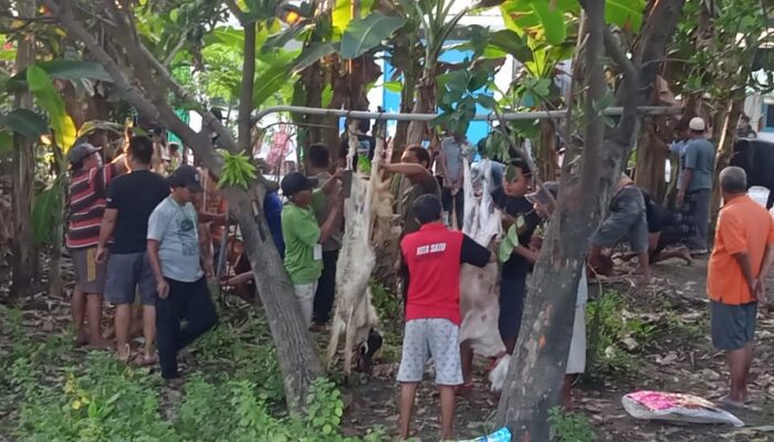 Semangat Qurban di Mushola Al-Mu’allimin, Dukuh Kuwukan: 3 Ekor Sapi dan 5 Ekor Kambing dari Swadaya Warga