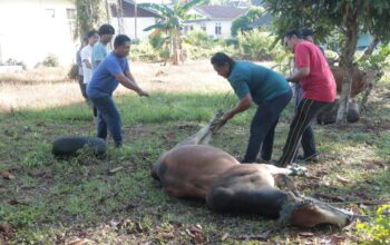 Kapolres Kuansing bagikan daging kurban kepada warga, sebanyak 6 Ekor Sapi Dalam Rangka Hari Raya Idul Adha 1446 H