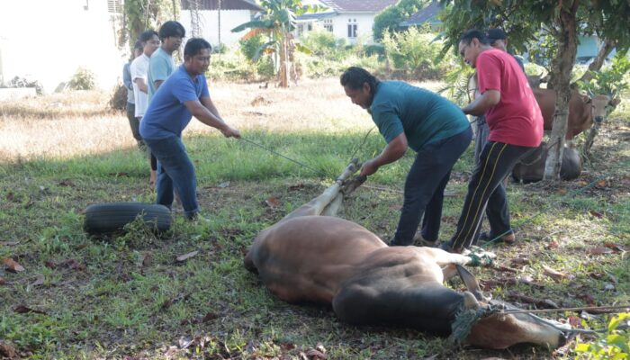 Kapolres Kuansing bagikan daging kurban kepada warga, sebanyak 6 Ekor Sapi Dalam Rangka Hari Raya Idul Adha 1446 H