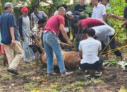 Allisa Resort Anyer Salurkan Daging Kurban ke Warga Anyer
