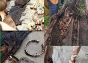 Kerangka Manusia Ditemukan di Dalam Batang Pohon Aren, Polisi Dalami Identitas Korban