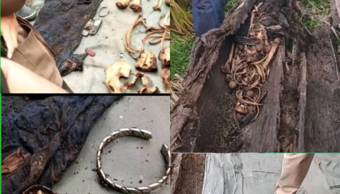 Kerangka Manusia Ditemukan di Dalam Batang Pohon Aren, Polisi Dalami Identitas Korban