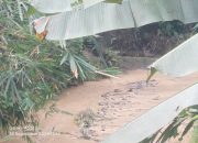 Limbah Air Cucian pasir Di wilayah desa pasindangan kec Cileles, Di Sorot LSM GMBI 