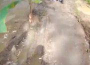 Jalan Poros Desa Rusak Parah, Warga Padasuka Tanami Dengan Pohon Pisang