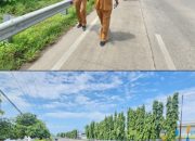 Pemetaan Pascabanjir Ciwandan: Camat Agus Ariadi Ungkap Titik Rawan dan Opsi Teknis Penanganan