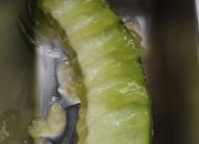 Ironi Makan Bergizi Gratis: Menu Mentah, Basi dan Berulat Dibagikan ke Siswa, Pengelola SPPG Akui 