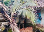 Pohon Kelapa Raksasa Tumbang Dini Hari, Rumah Warga Lebak Tertimpa