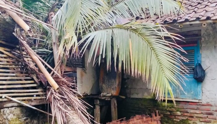 Pohon Kelapa Raksasa Tumbang Dini Hari, Rumah Warga Lebak Tertimpa
