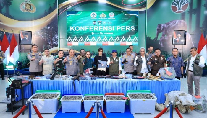 Polda Riau Bekuk 15 Tersangka Jaringan Perburuan Gajah Sumatera, 3 Pelaku Masih Buron