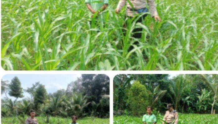 Babinkamtibmas Polsek Cijaku Bersama Kelompok Tani Desa Kapunduhan Tanam Jagung Dukung Ketahanan Pangan Nasional