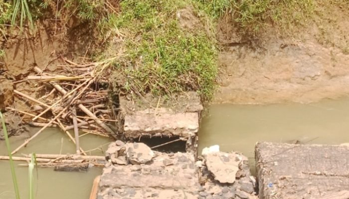 Diduga Kurang Perawatan, Saluran Air Bendungan Cilemer Ambruk, Ratusan Hektar Sawah Warga Terancam Gagal Panen