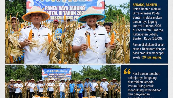 Polda Banten Panen 20 Ton Jagung dari Lahan 10 Hektare, Perkuat Dukungan terhadap Ketahanan Pangan Nasional